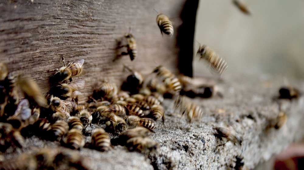 Wasp Nest Removal | Phantom Pest Control Vancouver