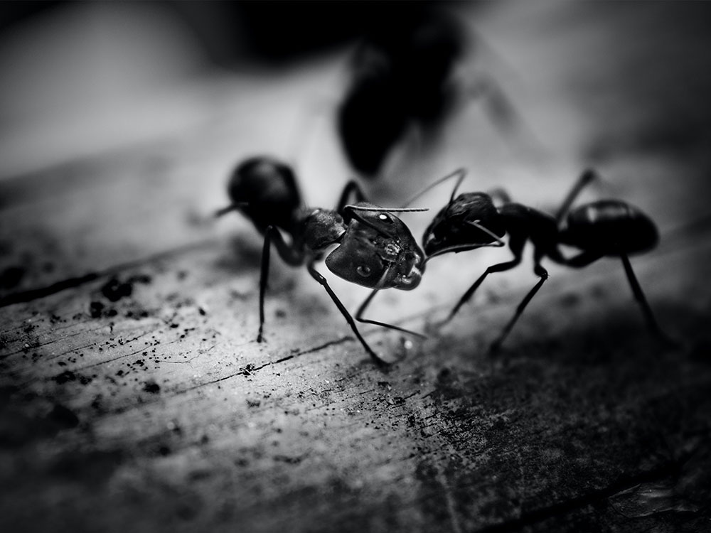 Carpenter Ants Control Vancouver | Phantom Pest Control