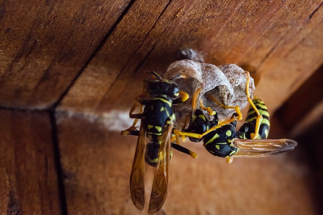 Wasp Nests | Wasp Control Vancouver | Phantom Pest Control