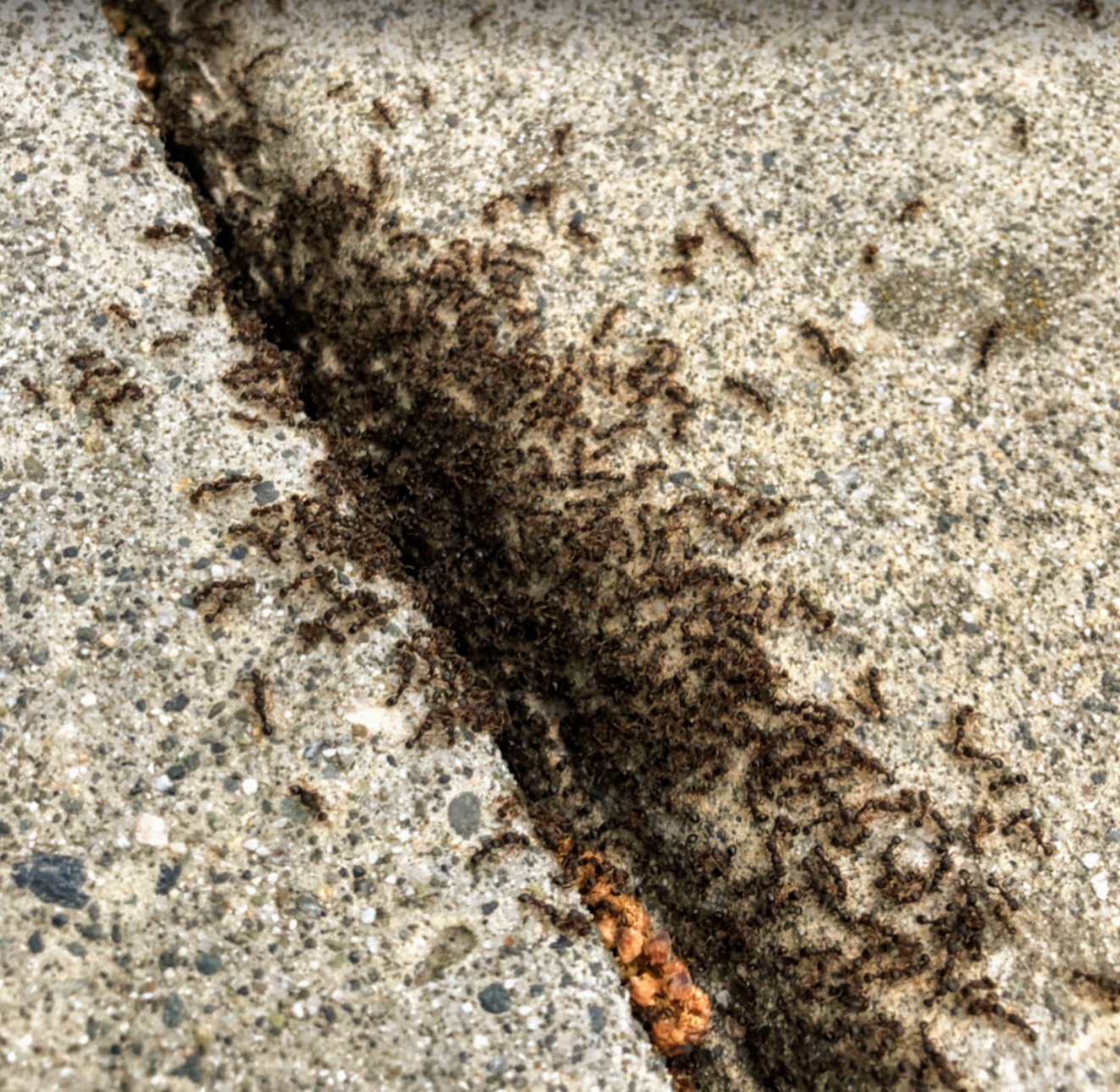 Pavement Ants Control | Phantom Pest Control