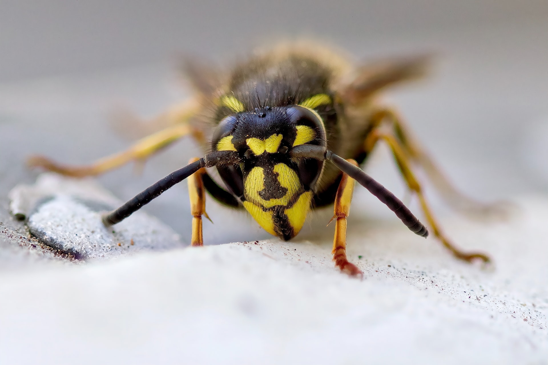 wasp exterminator control