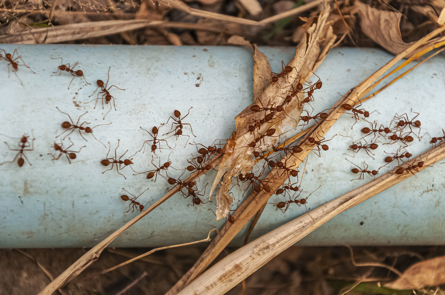 ant pest outbreak