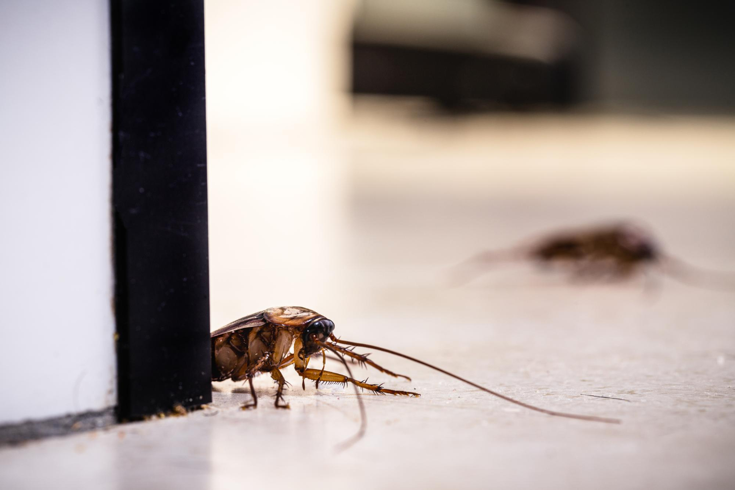 cockroach pests in vancouver home