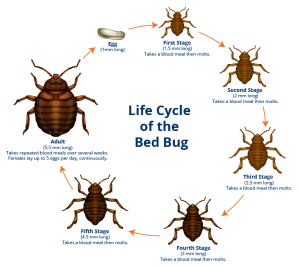 Bed Bug Lifecycle