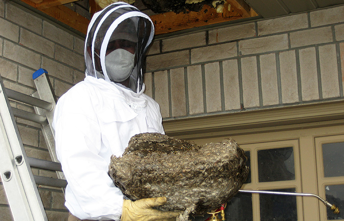 Vancouver Wasp Nest Removal Services | Phantom Pest Control