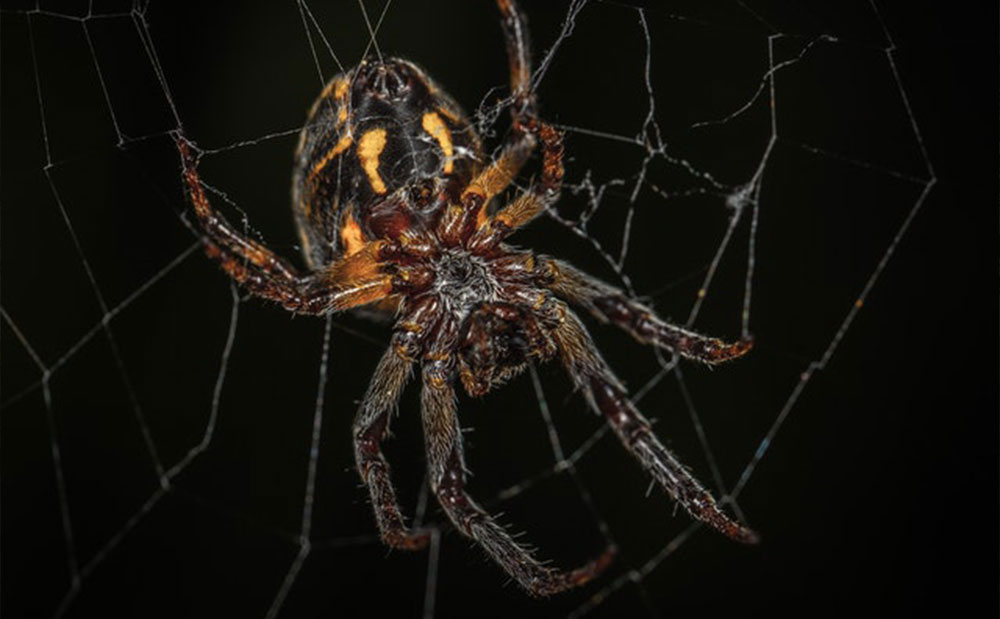 Phantom Spider Control Solutions | Phantom Pest Control