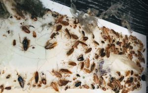 Cockroaches Pest Control Exterminatrors Vancouver | Phantom Pest Control