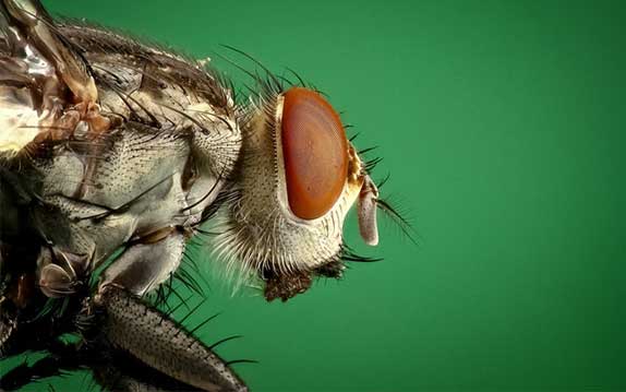 Vancouver Fly Control Services