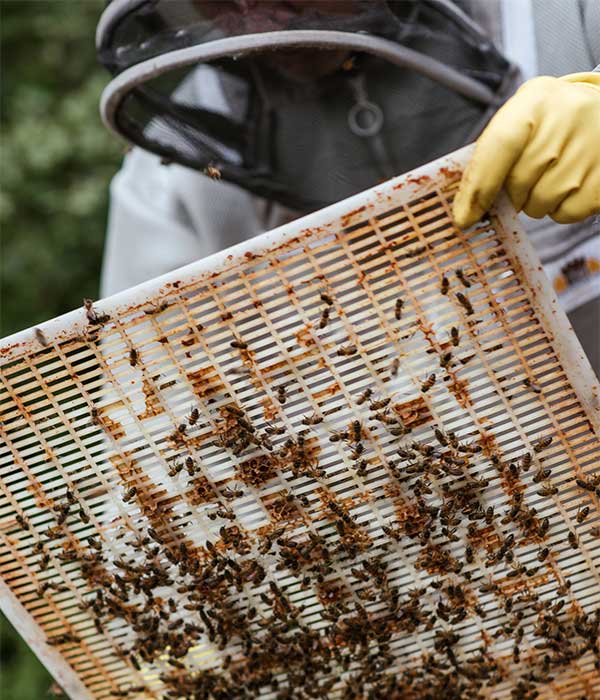 Wasp Exterminator Vancouver | Phantom Pest Control