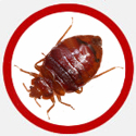Bedbugs Control Vancouver | Icon Red Circle | Phantom Vancouver Pest Control