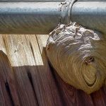 Why You Shouldn’t Remove a Wasp Nest Yourself | Phantom