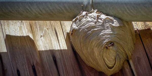 Why You Should Never Remove a Wasp Nest Yourself