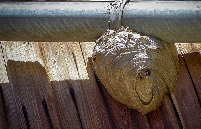 Why You Shouldn’t Remove a Wasp Nest Yourself | Phantom