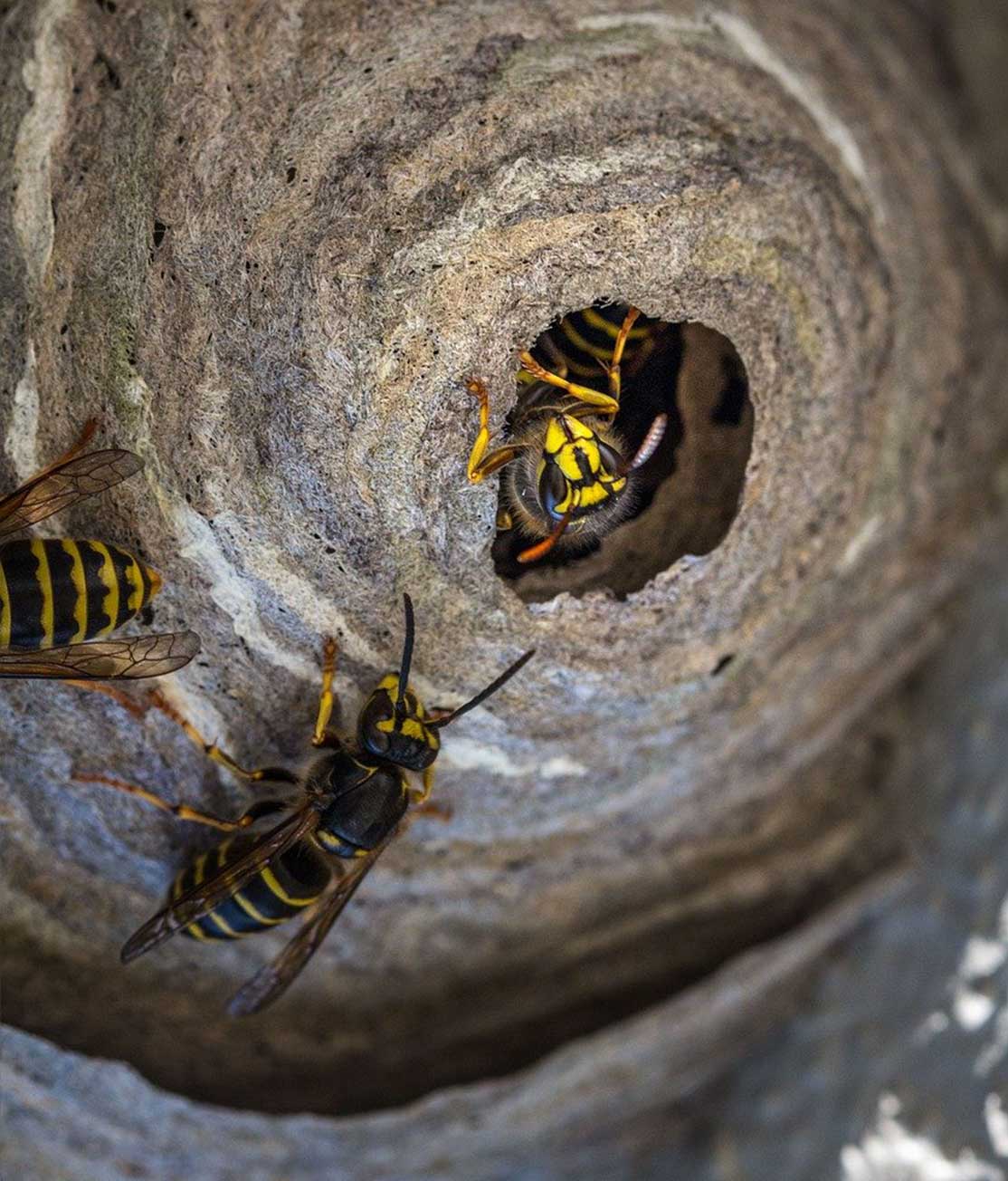 Wasp Nest Removal Vancouver BC | Phantom Pest Control