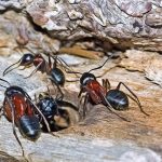 Carpenter Ants Control in Vancouver | Phanto Pest Control Vancouver