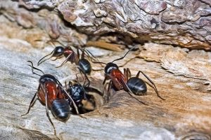 Carpenter Ants Control in Vancouver | Phanto Pest Control Vancouver