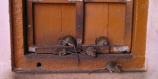 Why Do you Notice Increased Rodent Activity in Cold Months?