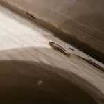 5 Signs of Silverfish Infestation | Phantom Pest Control Vancouver