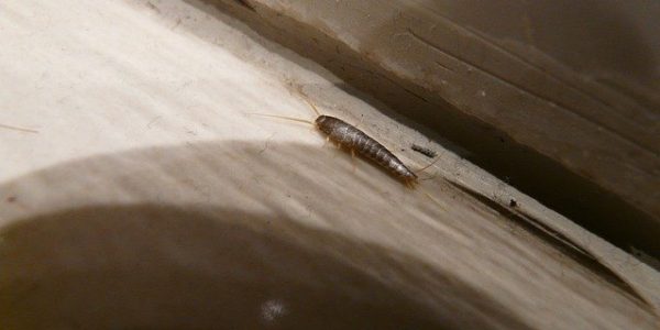 5 Signs of Silverfish Infestation