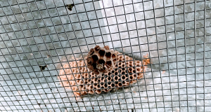 Wasp Nests in Hidden Places | Phantom Pest Control Vancouver