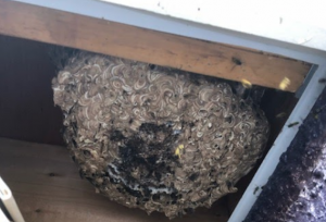 Wasp Nests Inside The Wall | Phantom Pest Control Vancouver