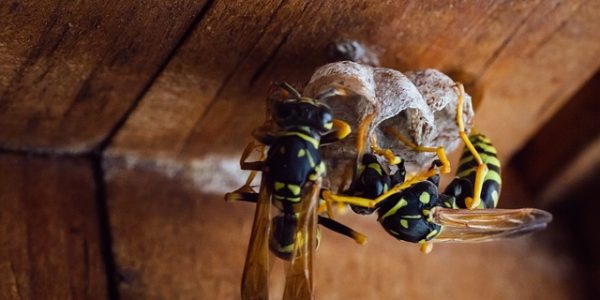 Getting Rid of Wasp Nests