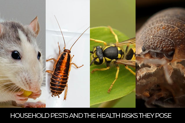 5 Types of Household Pests and the Health Risks They Pose | Phantom Pest Control Vancouver