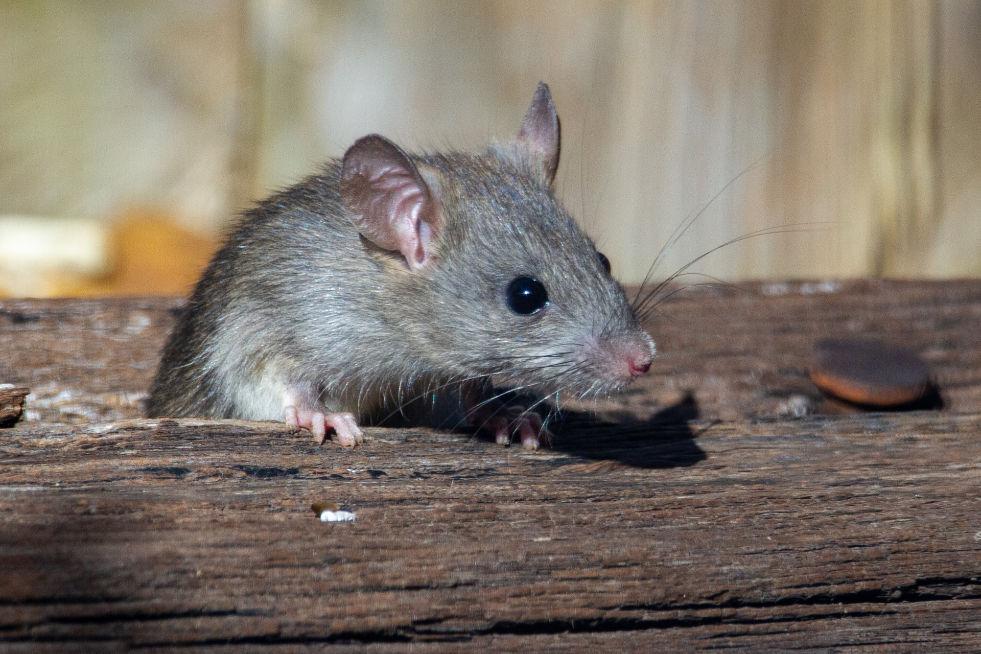 rodent removal vancouver