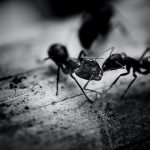 ant control removal vancouver