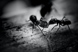 ant control removal vancouver