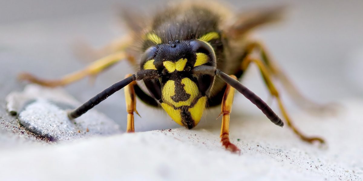 wasp exterminator control