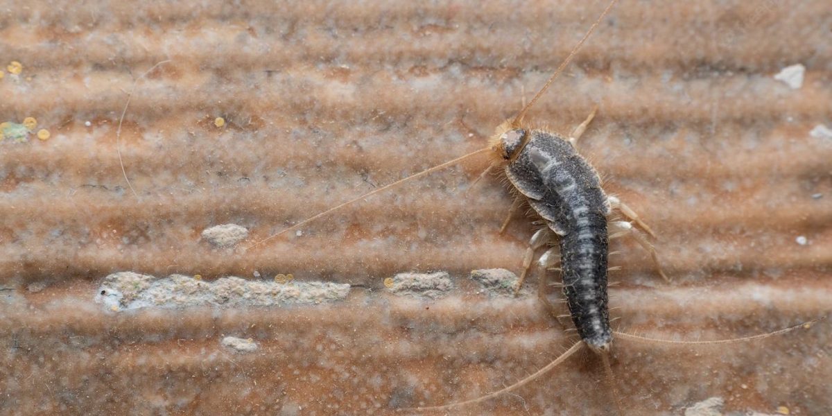 silverfish control vancouver