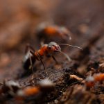 Pests in your home