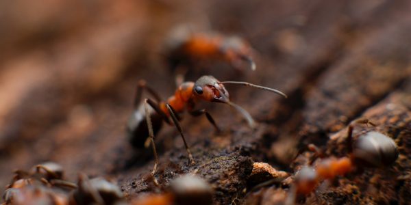 5 Unexpected Places to Find Pests in Your Home