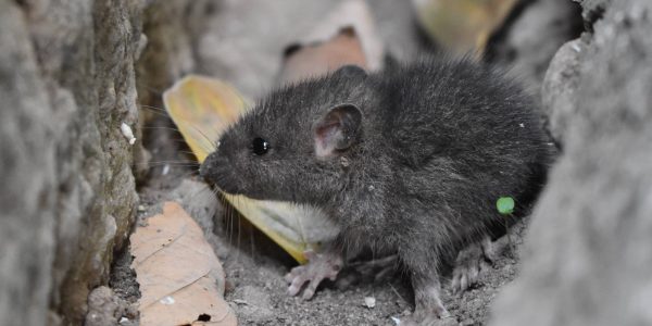 Rat Abatement and What It Means