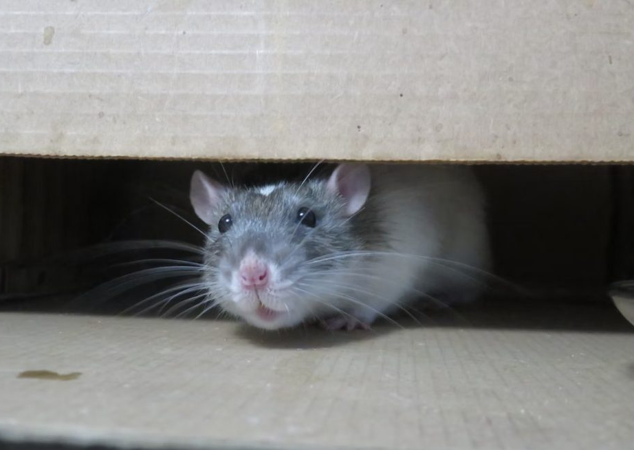 mice under door