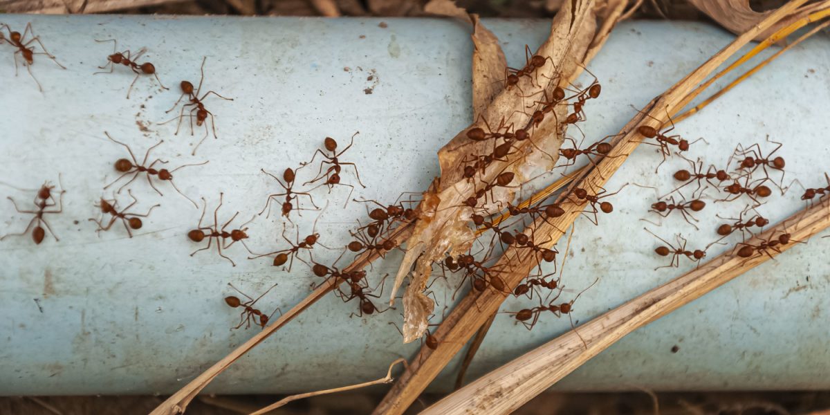 ant pest outbreak