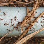 ant pest outbreak