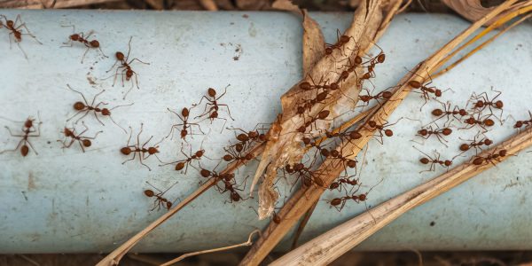 Unwanted Health Concerns from Pest Infestations
