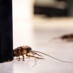 cockroach pests in vancouver home