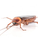 cockroach pests