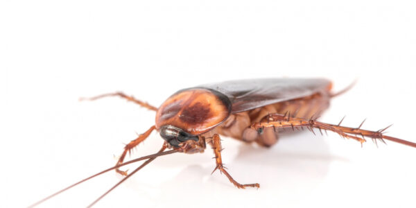 How To Proactively Manage Cockroach Infestations: Killer Strategies To Protect Your Home