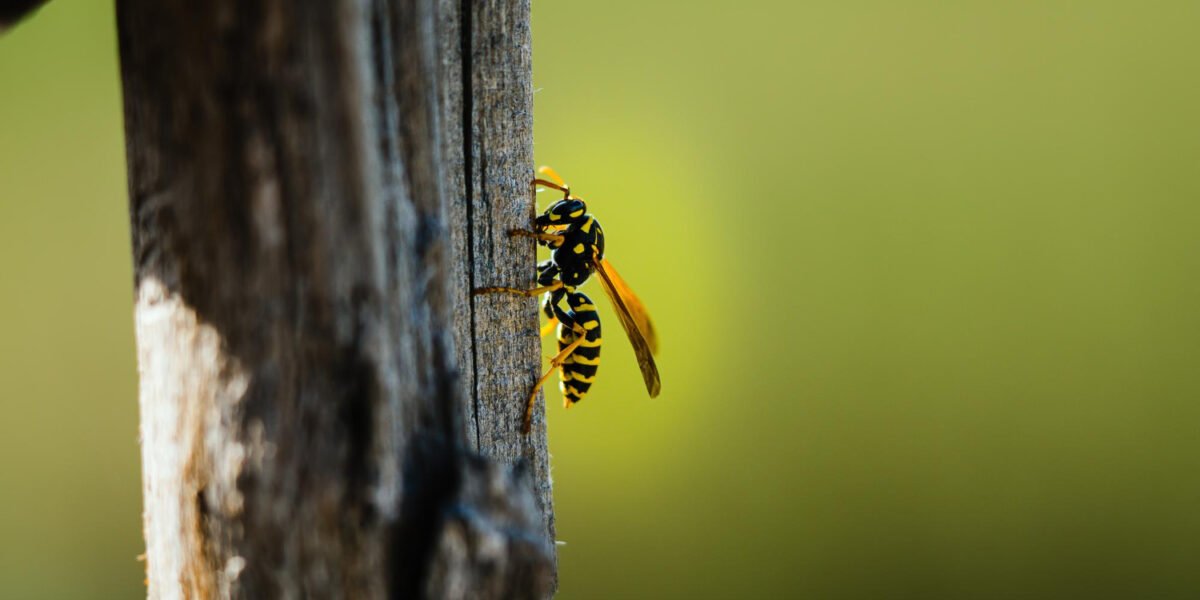 wasp garden summer vancouver