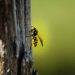 wasp garden summer vancouver