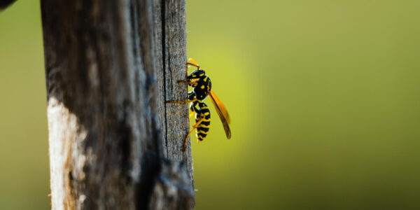 The Biology Behind the Increase in Wasp Activity During Summer