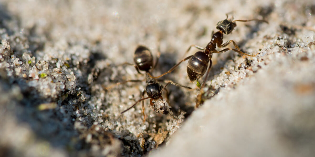 closeup ants walking ground