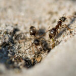 closeup ants walking ground