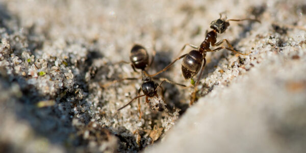 Ants and Wasps, Go Away!