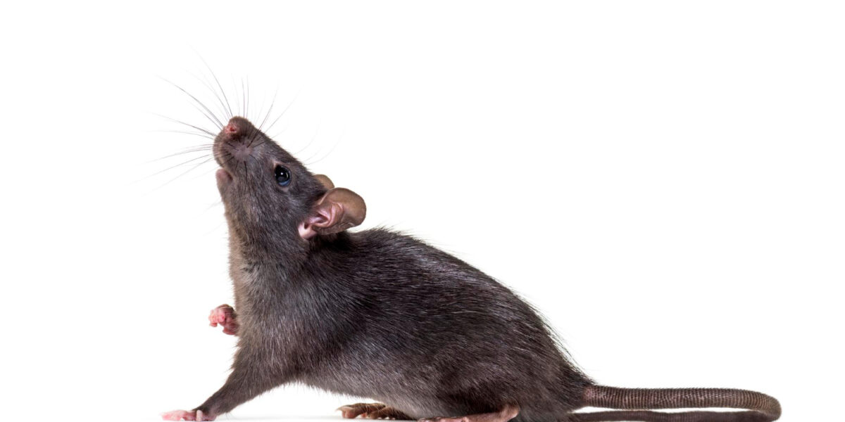 black rat caught in abbotsford