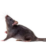 black rat caught in abbotsford